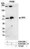 Interferon Regulatory Factor 8 antibody, A304-026A, Bethyl Labs, Immunoprecipitation image 