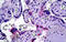 Docking protein 3 antibody, MBS243418, MyBioSource, Immunohistochemistry frozen image 