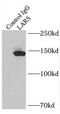 Leucyl-tRNA synthetase, cytoplasmic antibody, FNab04701, FineTest, Immunoprecipitation image 