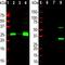 Calbindin 1 antibody, M03047-2, Boster Biological Technology, Western Blot image 