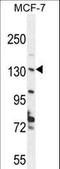 hUpf2 antibody, LS-C160443, Lifespan Biosciences, Western Blot image 