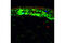 Histone H3 antibody, 9706L, Cell Signaling Technology, Flow Cytometry image 