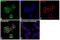 Rho guanine nucleotide exchange factor 2 antibody, PA5-32213, Invitrogen Antibodies, Immunofluorescence image 