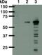 BirA antibody, NBP2-59939, Novus Biologicals, Western Blot image 