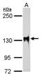 Splicing Factor 3b Subunit 3 antibody, GTX106450, GeneTex, Western Blot image 