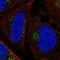 Patched 1 antibody, HPA075072, Atlas Antibodies, Immunocytochemistry image 