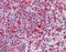 Heat Shock Protein Family A (Hsp70) Member 8 antibody, ADI-SPA-820-F, Enzo Life Sciences, Immunohistochemistry frozen image 