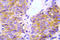 Adapter molecule crk antibody, AP21022PU-N, Origene, Immunohistochemistry frozen image 