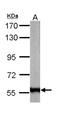 58K Golgi protein antibody, NBP1-32793, Novus Biologicals, Western Blot image 