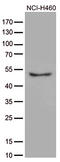 Cytokine Receptor Like Factor 3 antibody, TA812348, Origene, Western Blot image 