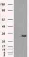 Aldo-Keto Reductase Family 1 Member A1 antibody, TA500742S, Origene, Western Blot image 