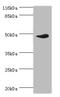 Interferon Regulatory Factor 8 antibody, A50314-100, Epigentek, Western Blot image 