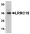 Leucine Rich Repeat Containing 19 antibody, LS-B5078, Lifespan Biosciences, Western Blot image 