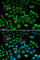 NHL Repeat Containing E3 Ubiquitin Protein Ligase 1 antibody, A6669, ABclonal Technology, Immunofluorescence image 