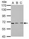 Zinc Finger Protein 416 antibody, PA5-31904, Invitrogen Antibodies, Western Blot image 
