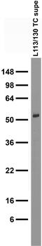 Homer protein homolog 1 antibody, 73-454, Antibodies Incorporated, Western Blot image 