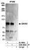 Quiescin Sulfhydryl Oxidase 2 antibody, A304-483A, Bethyl Labs, Immunoprecipitation image 