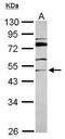 Integrin Alpha FG-GAP Repeat Containing 2 antibody, PA5-30764, Invitrogen Antibodies, Western Blot image 