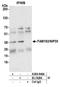 Family With Sequence Similarity 192 Member A antibody, A304-946A, Bethyl Labs, Immunoprecipitation image 