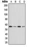 Mst1/Mst2 antibody, orb214627, Biorbyt, Western Blot image 