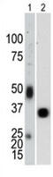 PTPN1 antibody, abx025558, Abbexa, Western Blot image 