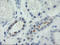 Protein Mdm4 antibody, LS-C797649, Lifespan Biosciences, Immunohistochemistry frozen image 