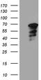 WASP Like Actin Nucleation Promoting Factor antibody, TA811283, Origene, Western Blot image 