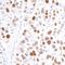 Karyopherin Subunit Alpha 2 antibody, A300-484A, Bethyl Labs, Immunohistochemistry frozen image 