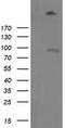 Leucine Rich Repeat Containing G Protein-Coupled Receptor 5 antibody, CF502946, Origene, Western Blot image 