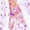 Mitochondrial Ribosomal Protein L46 antibody, orb215123, Biorbyt, Immunohistochemistry paraffin image 
