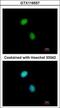 DNA Polymerase Epsilon 3, Accessory Subunit antibody, GTX116557, GeneTex, Immunofluorescence image 