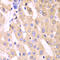 Cytochrome P450 Family 3 Subfamily A Member 4 antibody, 15-013, ProSci, Immunohistochemistry frozen image 