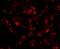 CUE Domain Containing 1 antibody, NBP1-76946, Novus Biologicals, Immunocytochemistry image 