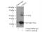 USH1 Protein Network Component Sans antibody, 21936-1-AP, Proteintech Group, Immunoprecipitation image 