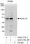 Homeobox C10 antibody, A303-177A, Bethyl Labs, Immunoprecipitation image 