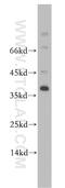 Aldo-Keto Reductase Family 1 Member E2 antibody, 20525-1-AP, Proteintech Group, Western Blot image 