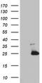Mitochondrial Ribosomal Protein S11 antibody, TA802879S, Origene, Western Blot image 