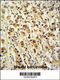 DEAD-Box Helicase 49 antibody, 64-210, ProSci, Immunohistochemistry frozen image 