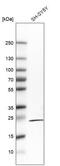 Regulator of G-protein signaling 5 antibody, NBP2-61419, Novus Biologicals, Western Blot image 
