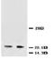 Neurotrophin 3 antibody, AP23334PU-N, Origene, Western Blot image 