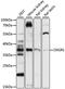 2-oxoglutarate receptor 1 antibody, LS-C750399, Lifespan Biosciences, Western Blot image 