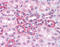 Quiescin Sulfhydryl Oxidase 1 antibody, 31-255, ProSci, Immunohistochemistry frozen image 