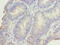 DNA Damage Inducible 1 Homolog 2 antibody, CSB-PA732937LA01HU, Cusabio, Immunohistochemistry frozen image 