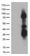 SET1 antibody, CF810987, Origene, Western Blot image 