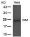 BCL2 Like 11 antibody, LS-C34470, Lifespan Biosciences, Western Blot image 