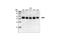 Mitogen-Activated Protein Kinase 9 antibody, 4672S, Cell Signaling Technology, Western Blot image 