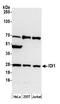 Isopentenyl-diphosphate Delta-isomerase 1 antibody, A305-537A, Bethyl Labs, Western Blot image 
