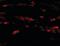 Neuritin 1 antibody, orb86733, Biorbyt, Immunofluorescence image 