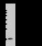 Peptidyl-prolyl cis-trans isomerase A antibody, 106317-T36, Sino Biological, Western Blot image 
