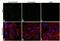 Protein Tyrosine Kinase 2 antibody, PA5-17591, Invitrogen Antibodies, Immunofluorescence image 